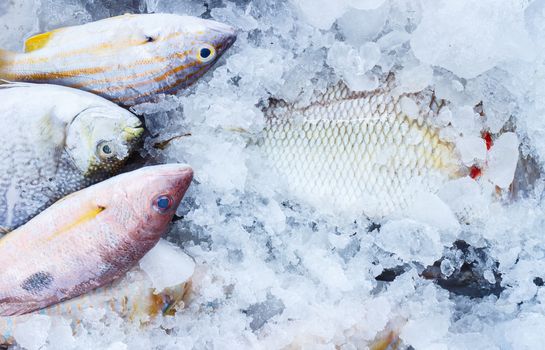 Fresh fish on ice