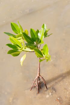 Mangrove growing in nature