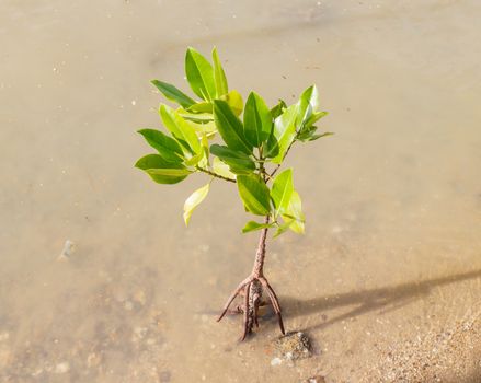 Mangrove growing in nature