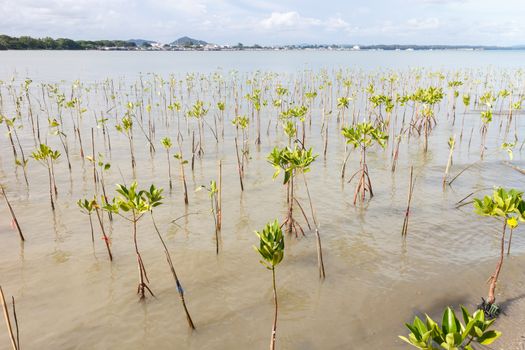 Mangrove tree,Thailand