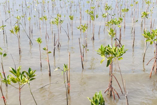 Mangrove tree,Thailand