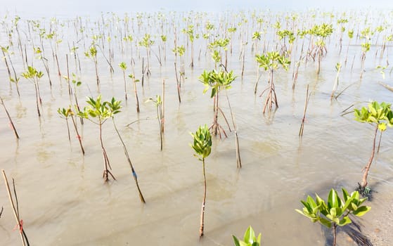 Mangrove tree,Thailand