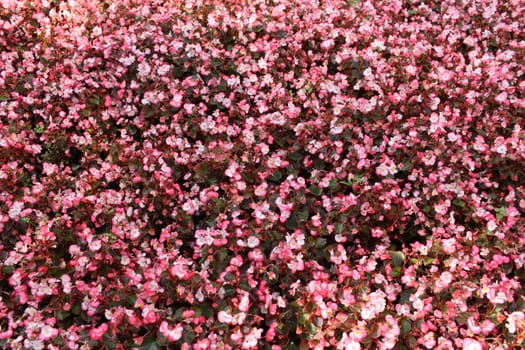 many pink begonia flowers for sale 