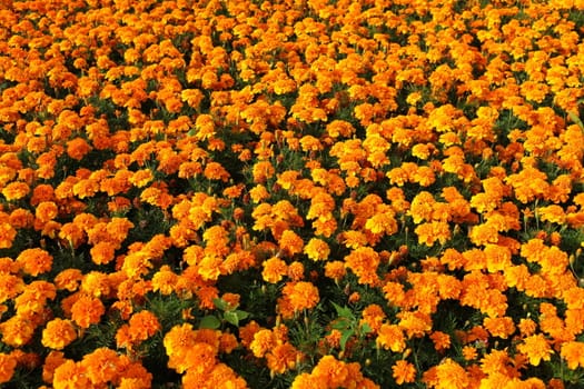Sunny orange marigolds for sale 