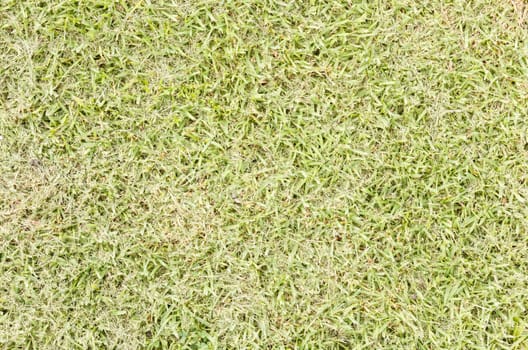 Fresh mowed grass