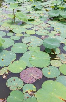 Lotus leaves in pond