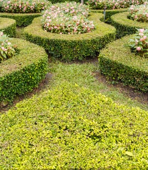 geometric pattern of green hedge flowerbed