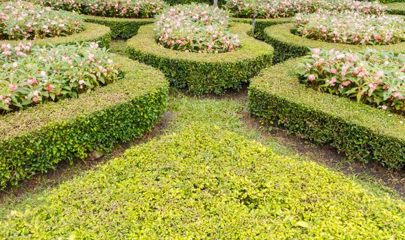 geometric pattern of green hedge flowerbed