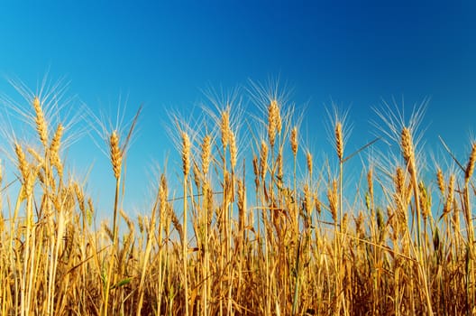 ripe harvest under blue sky