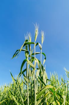 green wheat under deep blue sky