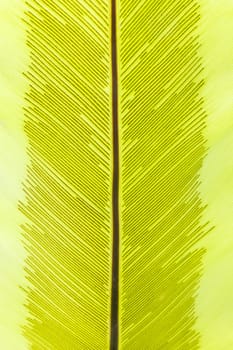 fern leaves