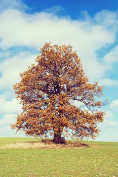 alone orange autumn tree on a green meadow and blue sky with clouds retro color toned