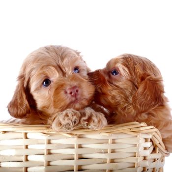 Two small puppies in a wattled basket. Puppies of a decorative doggie. Decorative dog. Puppies of the Petersburg orchid on a white background