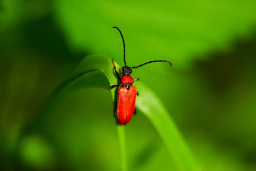 Rhagonycha Fulva beetle sitting on a leaf
