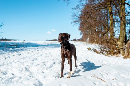 Dog in winter landscape covered with snow