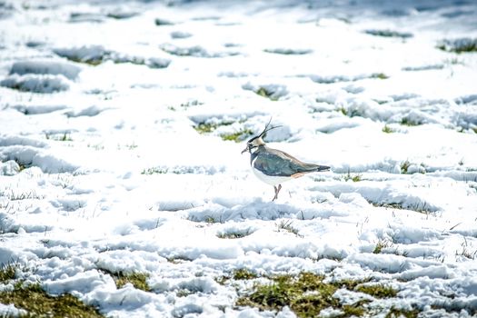 Vanellus Vanellus  bird looking for food in wintertime