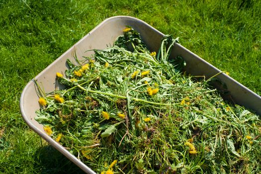 Wheelbarrow filled with weed in garden