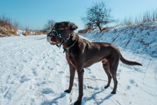 Dog in winter landscape covered with snow