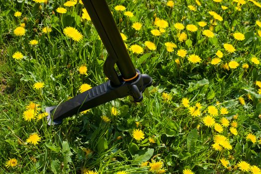 Lots of dandelions growing on a lawn