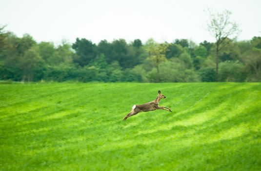 Deer running across a field in daytime