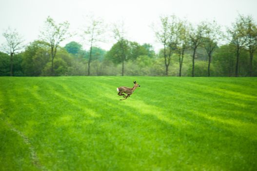 Deer running across a field in daytime