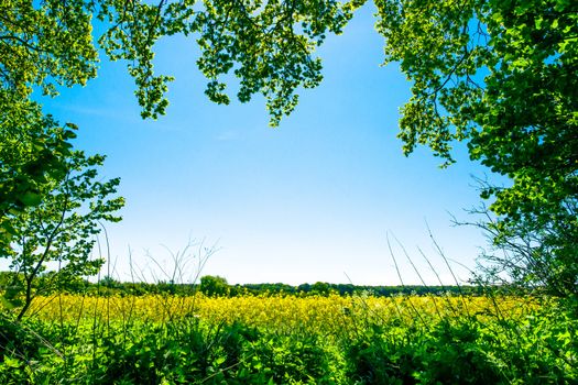 Yellow rapeseed field with trees in the foreground