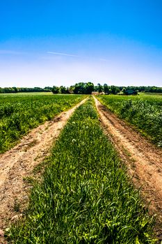 Countryside road in natural surroundings