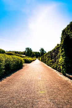 Village path with hedge on both sides