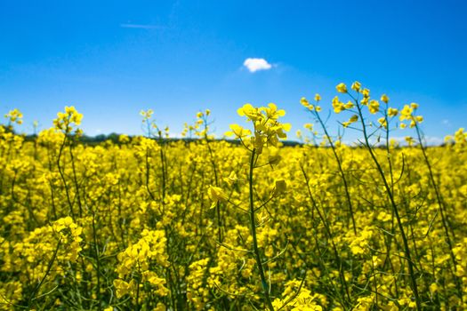 Yellow rapeseed field on a sunny day