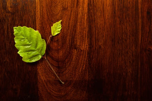 Green leaf on solid dark whood