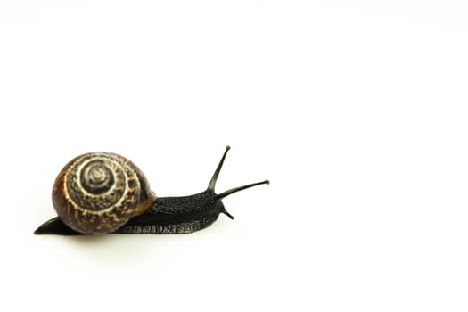 Snail isolated on white in full figure