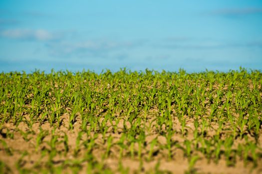 Fresh green crops at a countryside field