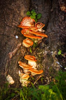 Magic mushrooms attaced to a tree