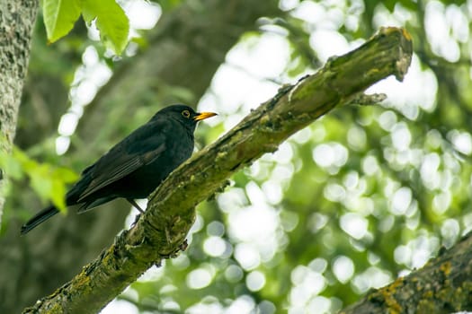 Close-up of a blackbird in a tree