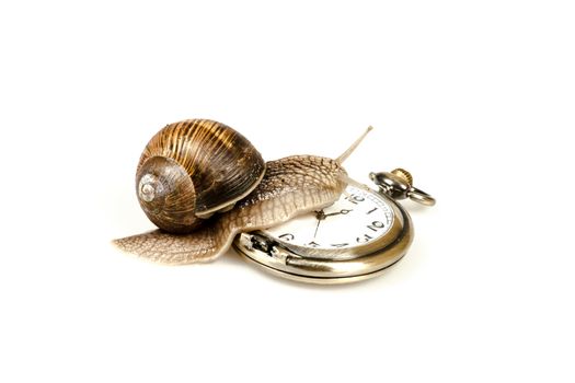 Escargot snail climbing on a vintage clock