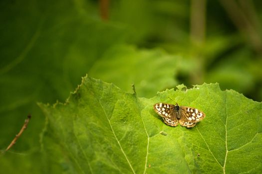 Background picture with a butterfly on a leaf