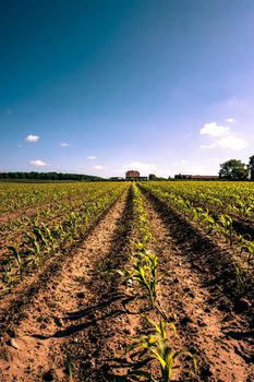 Field crops leading to a farm house