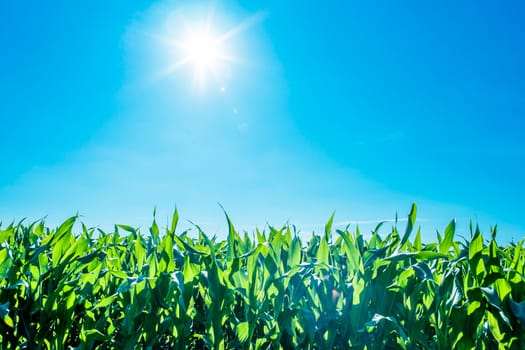 Green cornfield with sunshine and blue sky
