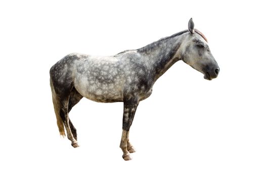 Portrait of a grey horse isolated on white