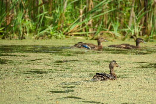 Lake pond with wild ducks and algae