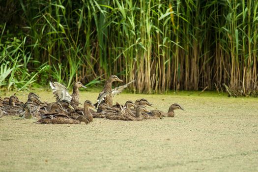 Lake pond with wild ducks and algae