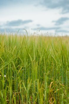 Fresh grown crops on a green field