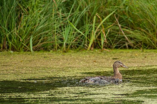 Lake pond with wild ducks and algae