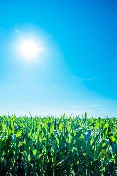 Green cornfield with sunshine and blue sky