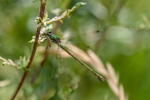 Green damselfly sitting on a green leaf