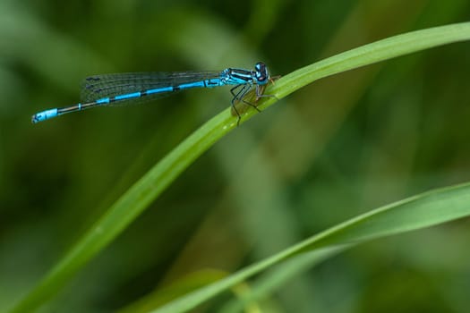 Blue damselfly sitting on a green leaf