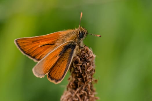 Venata moth relaxing on lake rushes