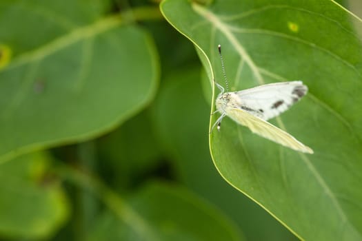 White butterfly resting on a green leaf