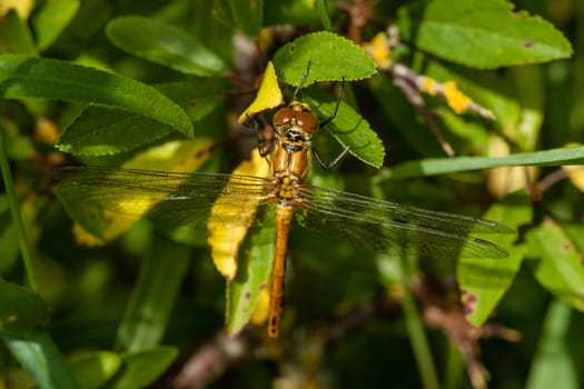 Yellow damselfly sitting on a green leaf