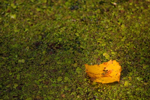 Yellow maple leaf in a swamp